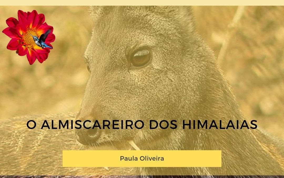 O Almiscareiro dos Himalaias