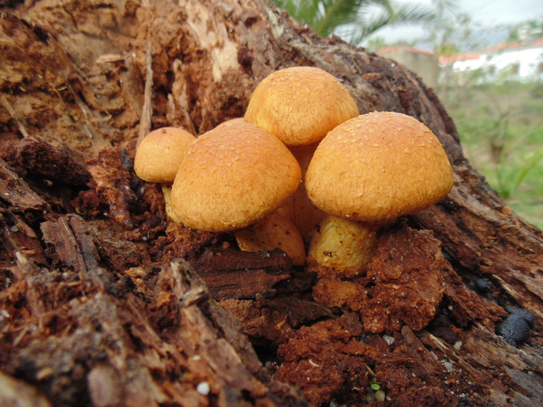 Cogumelos Silvestres.JPG
