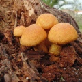 Cogumelos Silvestres