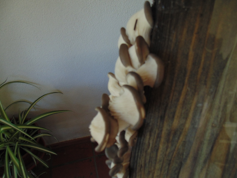 Cogumelos Pleurotus ostreatus (1).JPG