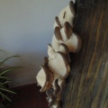 Cogumelos Pleurotus ostreatus (1)