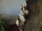 Cogumelos Pleurotus ostreatus (1)