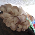 Cogumelos Pleurotus ostreatus (3)