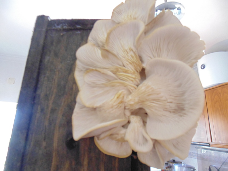Cogumelos Pleurotus ostreatus (7)