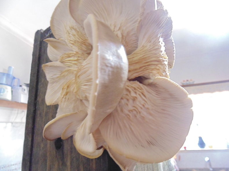 Cogumelos Pleurotus ostreatus (8).JPG