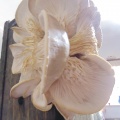 Cogumelos Pleurotus ostreatus (8)