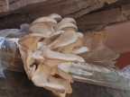 Cogumelos Pleurotus ostreatus (11)