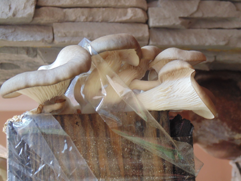 Cogumelos Pleurotus ostreatus (12).JPG