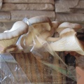 Cogumelos Pleurotus ostreatus (12)