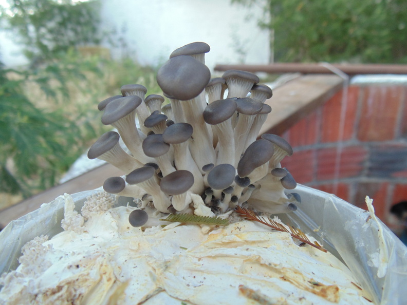 Cogumelos Pleurotus ostreatus (16).JPG