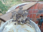 Cogumelos Pleurotus ostreatus (17)