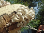 Cogumelos Pleurotus ostreatus (18)