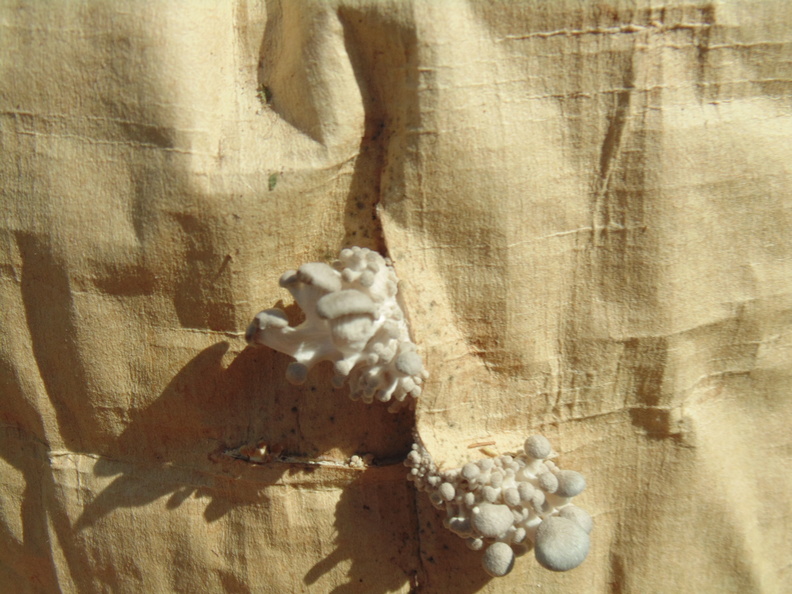 Cogumelos Pleurotus ostreatus (20).JPG