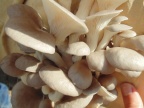 Cogumelos Pleurotus ostreatus (21)