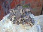 Cogumelos Pleurotus ostreatus (4)
