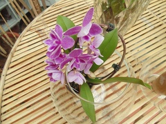 Orquídeas (1)