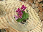 Orquídeas (2)