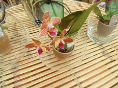Orquídeas (3)
