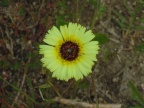 Flor Amarela