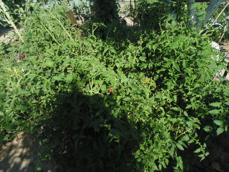 Tomateiro (Tomate Cereja)
