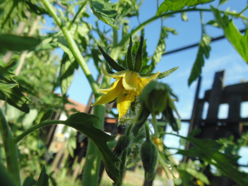 Flor de Tomateiro