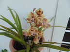 Orquídeas 