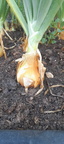 Cebola