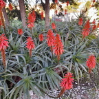 Aloes Arborescens