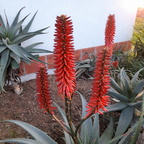 Flor de Aloes